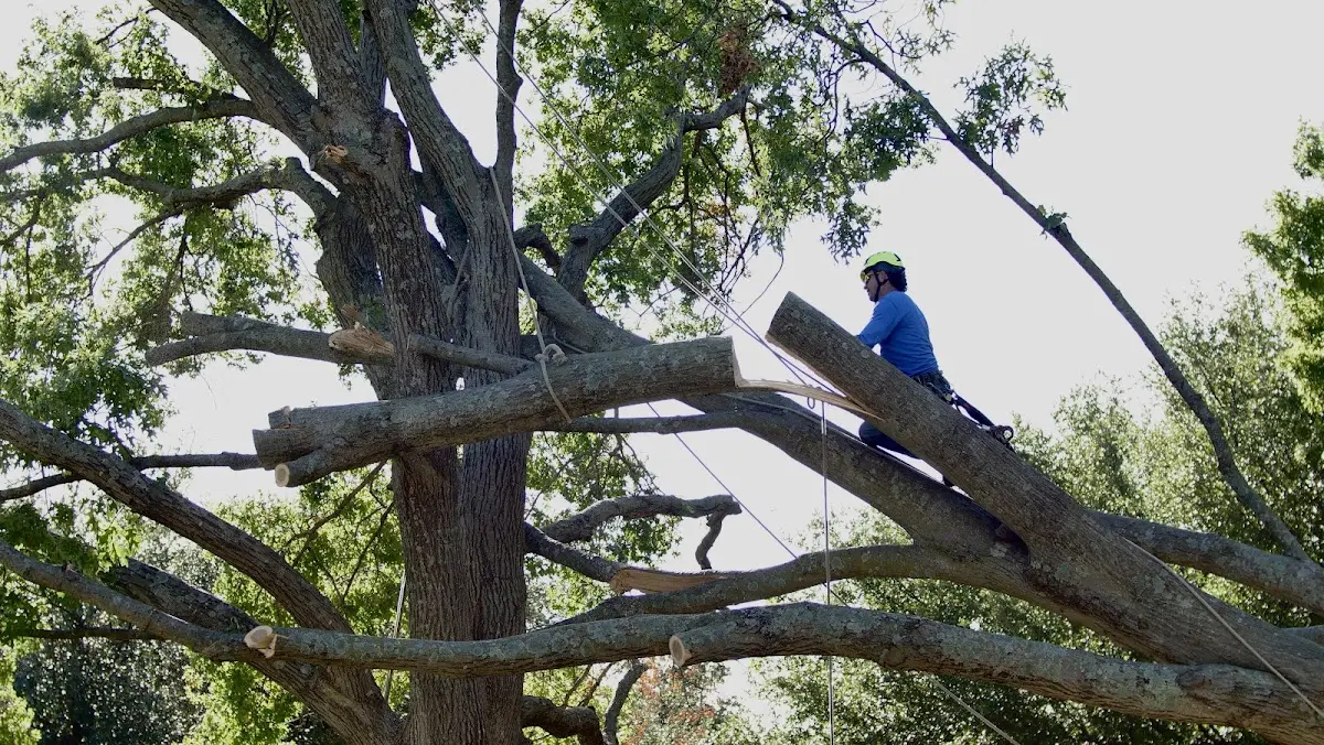 Professional Hazardous Tree Removal performed by certified arborists in Alexandria