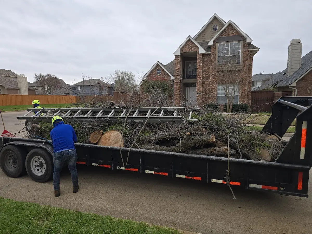Expert Tree Fertilization with proper safety equipment in Alexandria